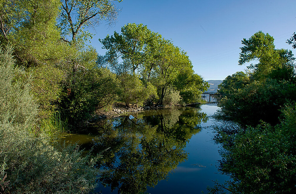 Calm water reflecting dense greenery and blue sky