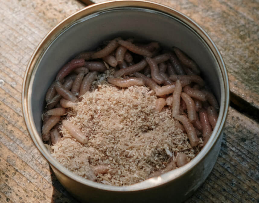 Small container filled with live maggots and sawdust for fishing