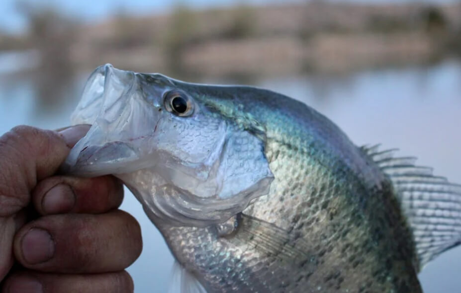 Close-up of a crappie fish being held by the lower lip