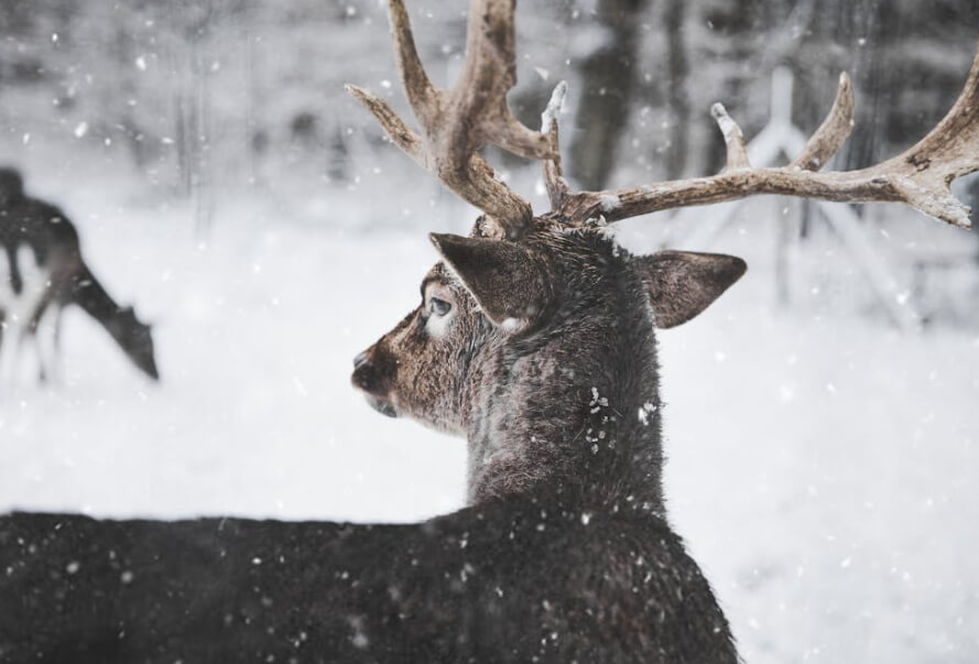 Close-up of a deer with antlers standing in the snow