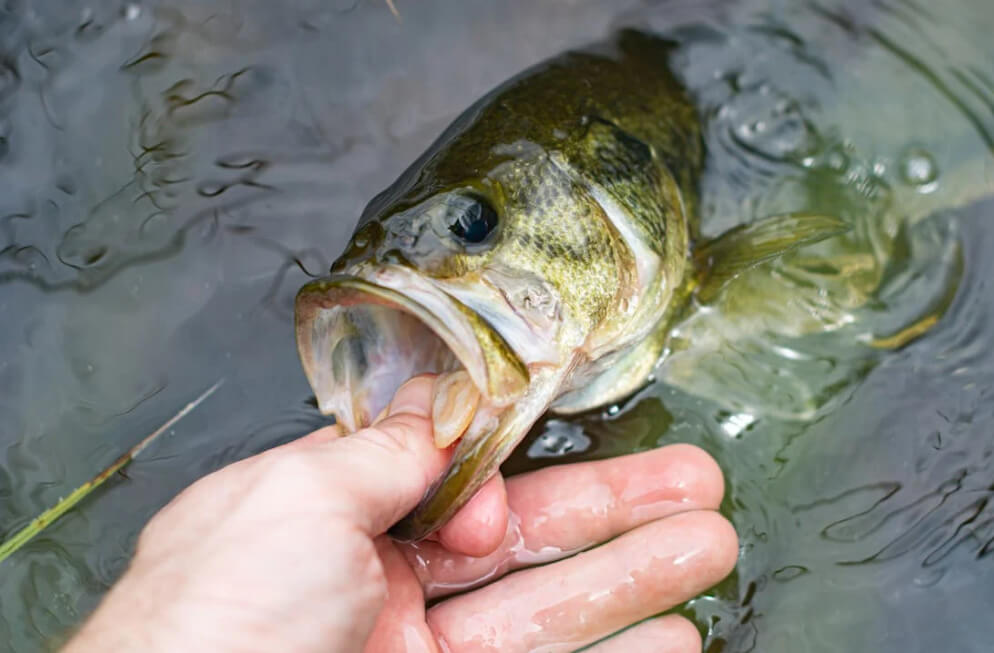 Close-up of a person holding a largemouth bass by the lower jaw