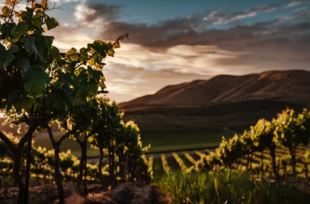 Vineyard with hills at sunset