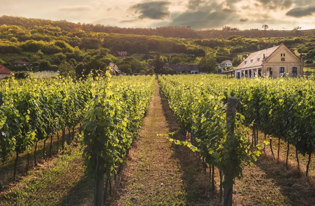 Vineyard rows with house at sunset