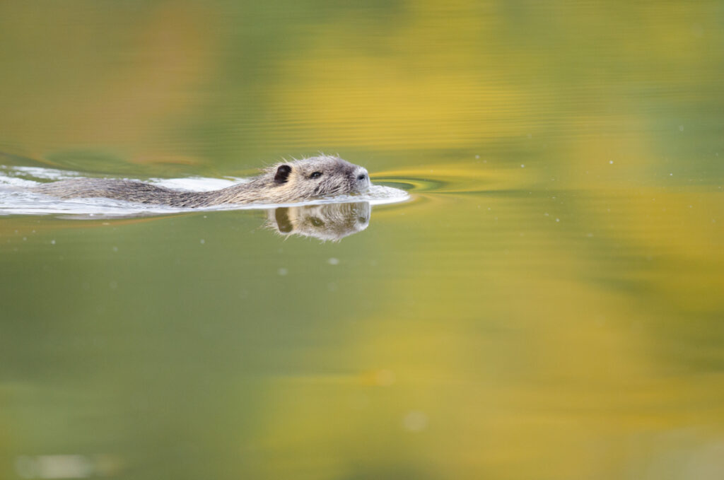 Beaver swimming in calm lake water
