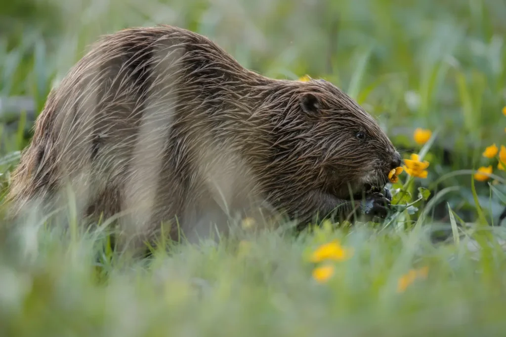 Beaver chewing yellow wildflowers in grassy field