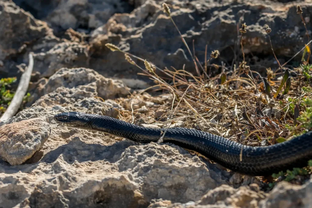 Black snake slithering across dry rocky terrain