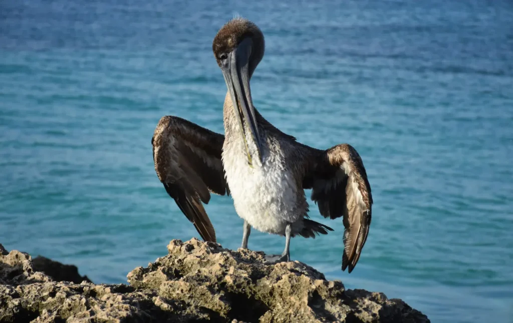 Brown pelican standing on rock near a lake