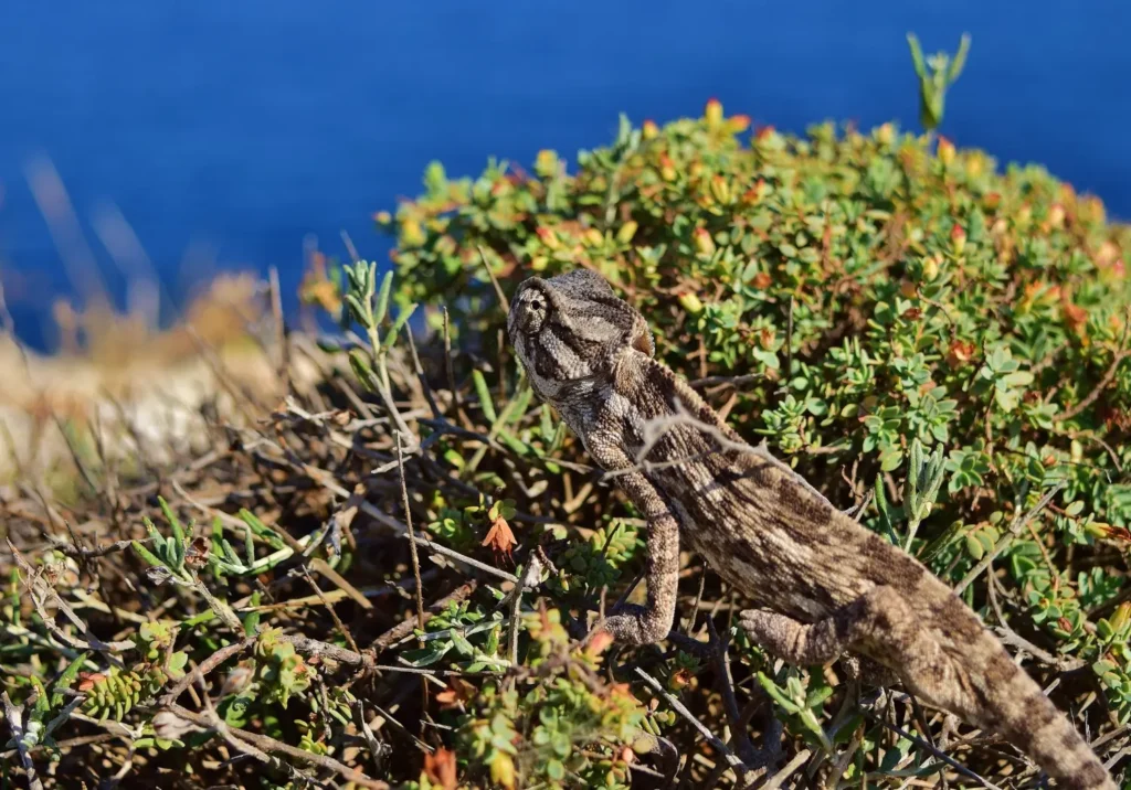 Chameleon blending into dry bushes near the coast