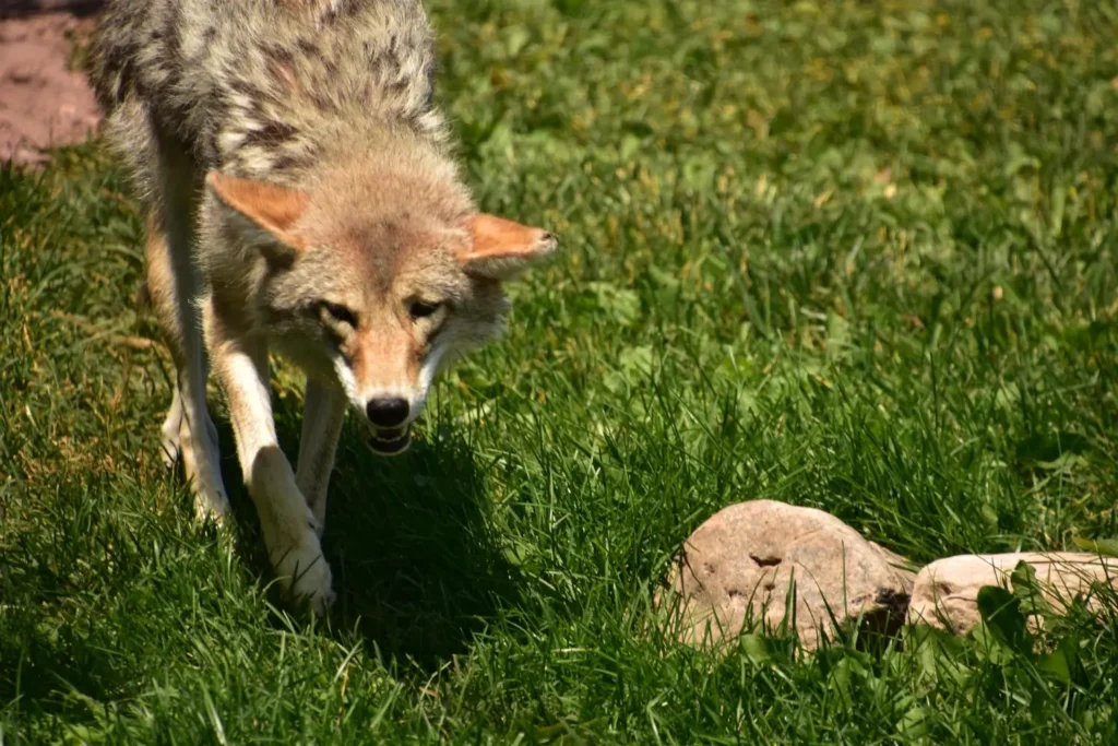 Coyote walking alertly through green grass