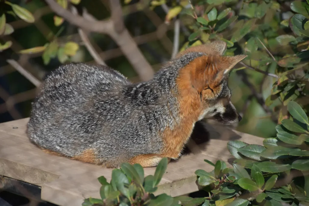 Gray fox resting on wooden platform near foliage
