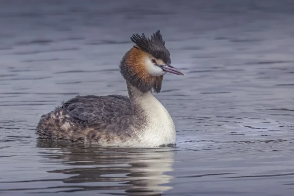 Great crested grebe floating on water