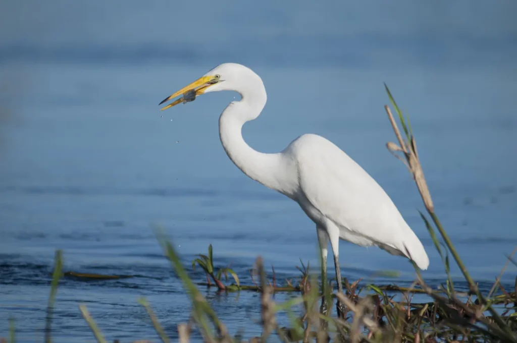 Great egret catching a small fish in shallow water