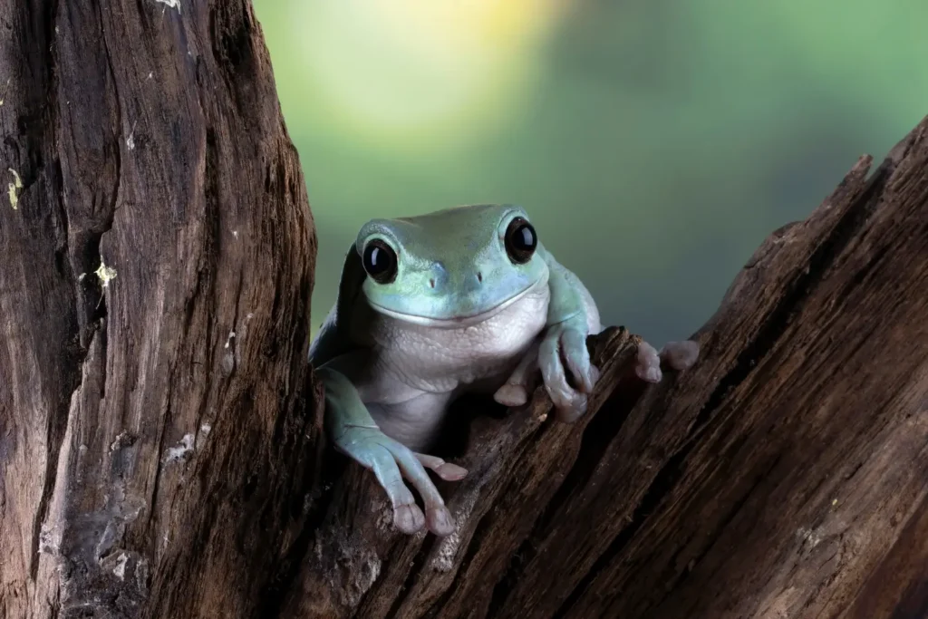 Green tree frog peeking out from a tree crevice