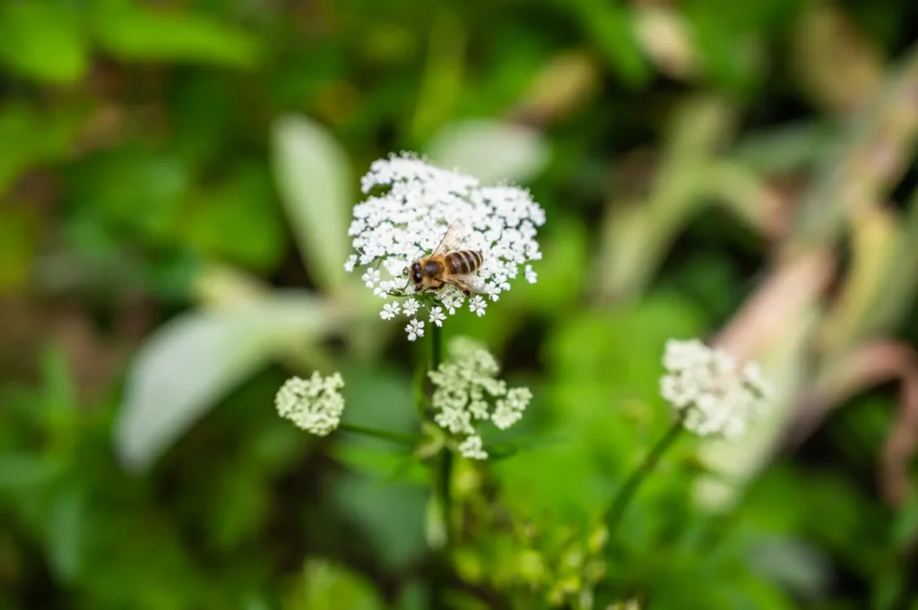 Honeybee collecting nectar from white blossom