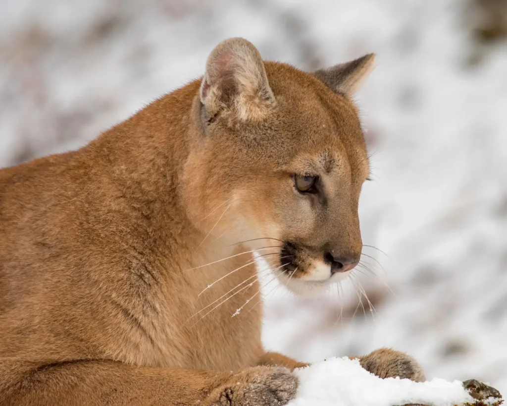 Mountain lion resting in snow with focused gaze
