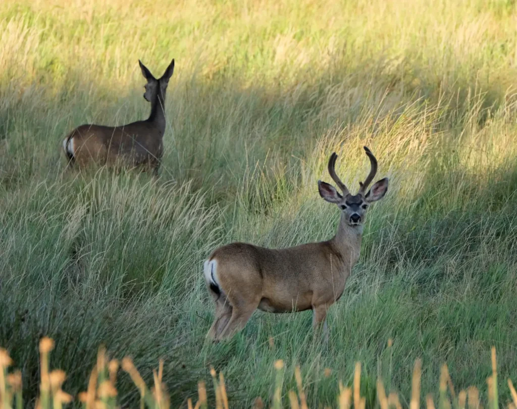 Two mule deer standing in tall grass