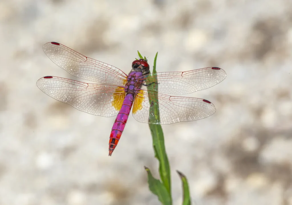 Bright purple dragonfly perched on green stem