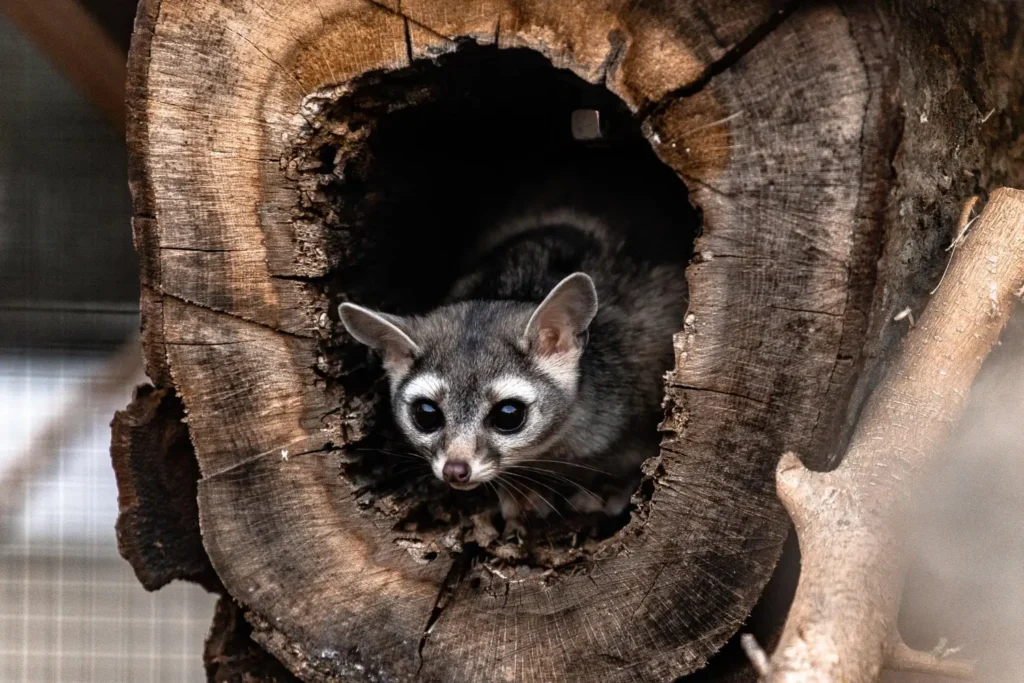 Ringtail peeking out from a hollow tree log