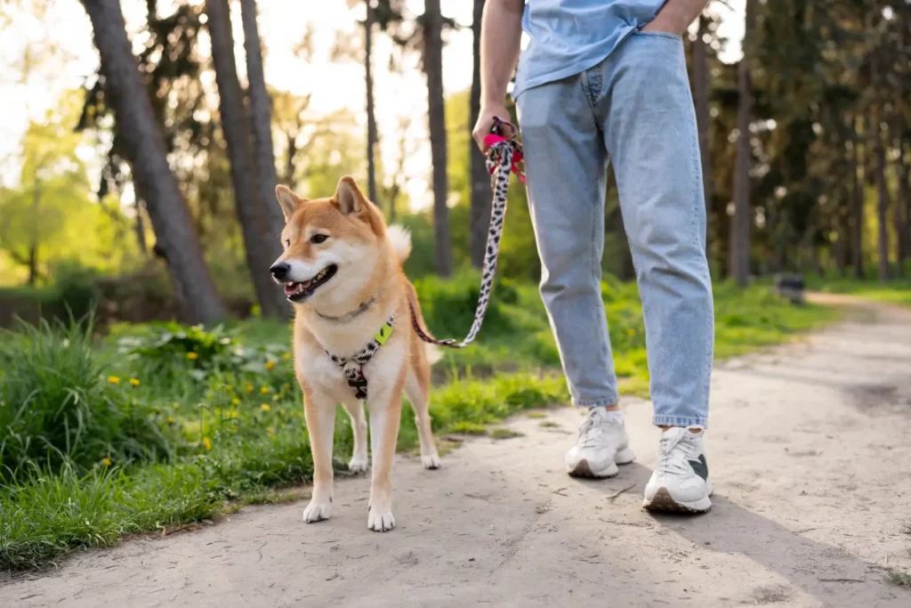 Dog on a leash