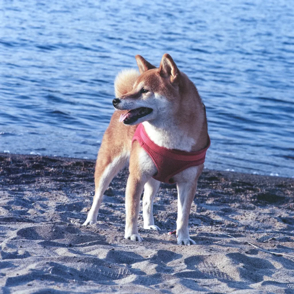 Shiba Inu at a beach