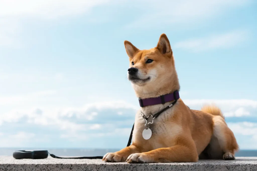 My Shiba Inu