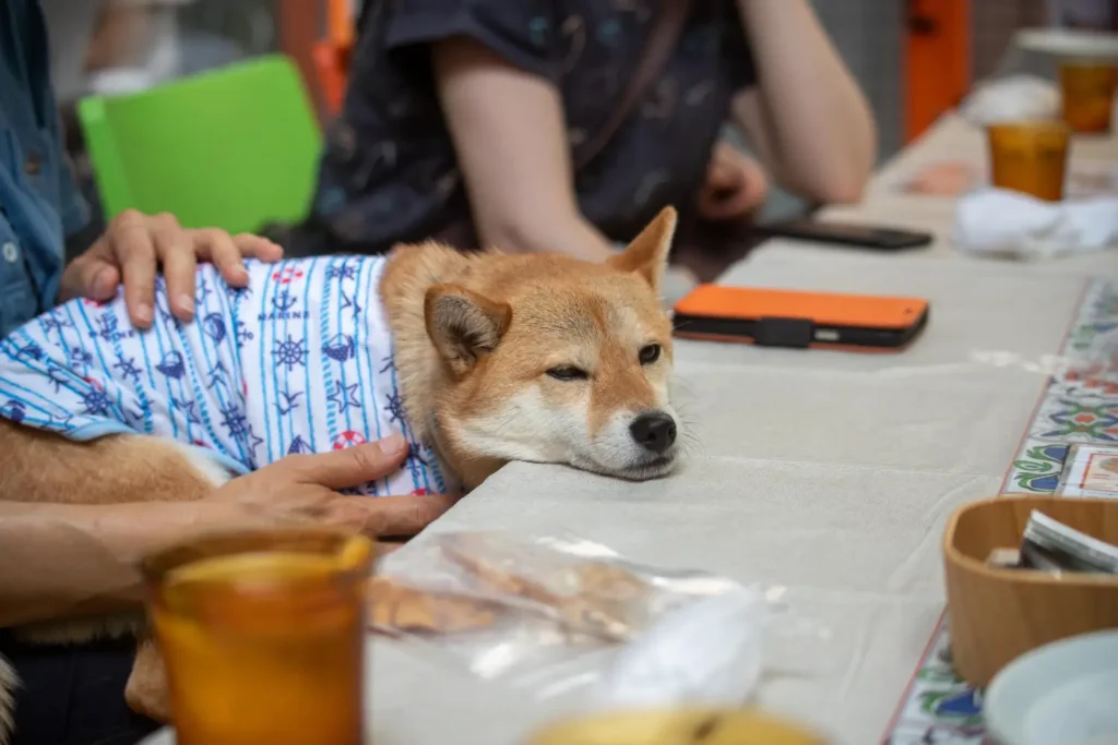 Shiba inu in a Restaraunt